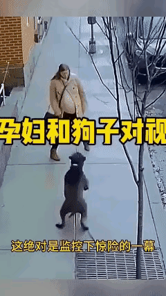 真佩服这孕妇的镇定，一条比特犬冲出来扑向孕妇，在这千钧一发的时刻，孕妇居然没有荒