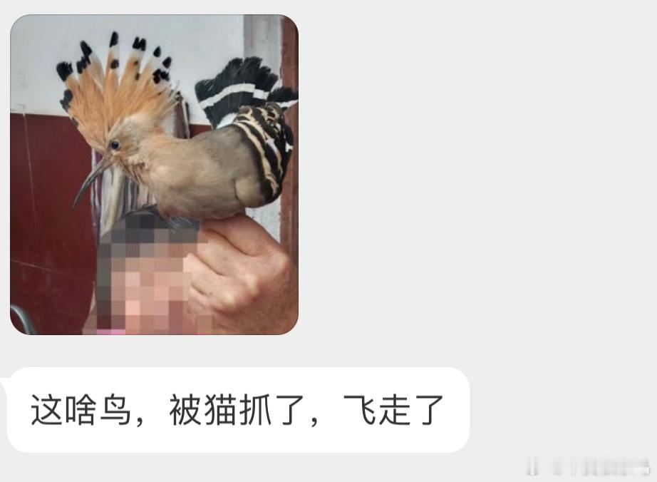 是一只戴胜（香香鸡头顶的羽毛炸开花了 ​​​