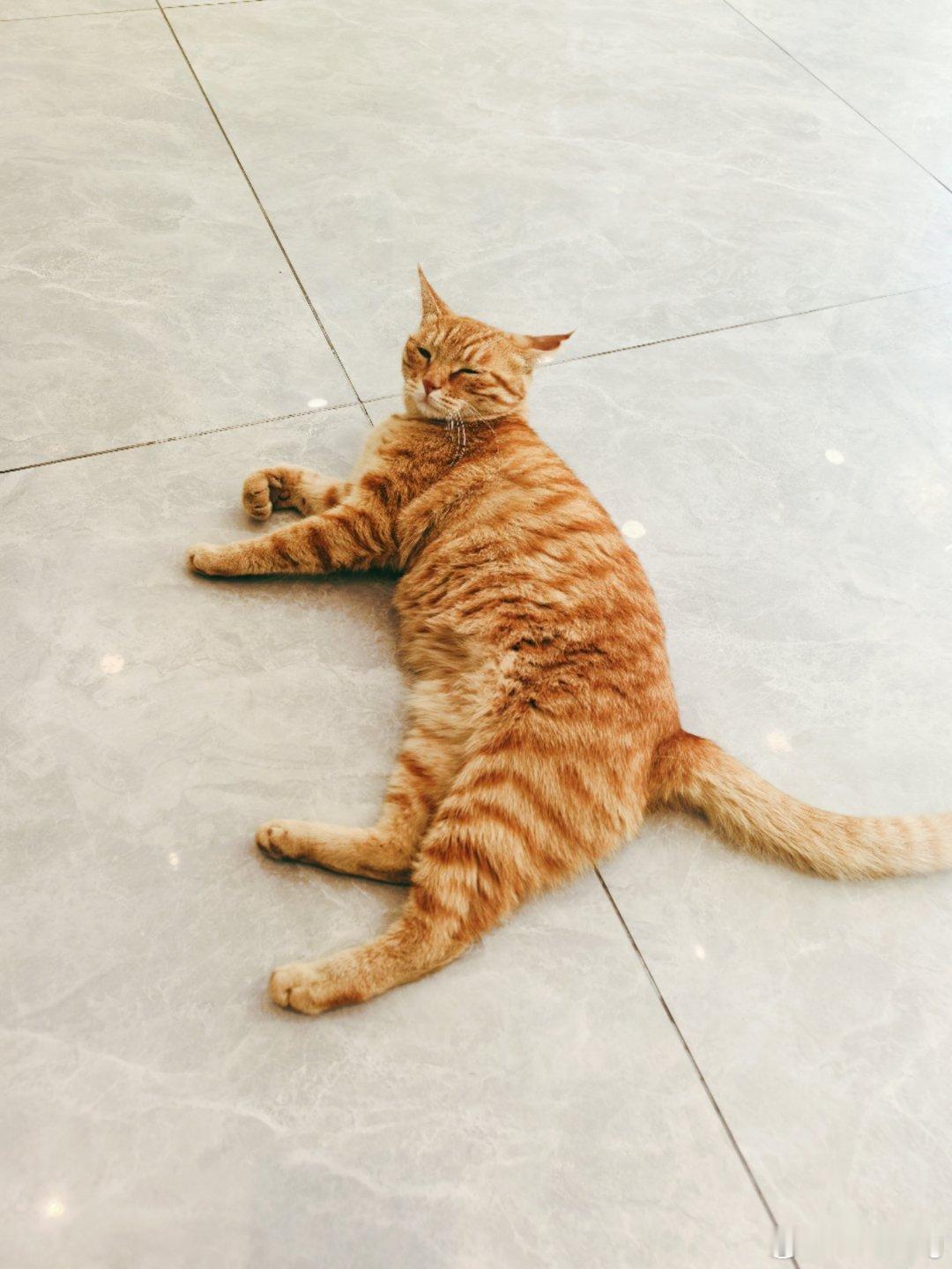 拦路赖皮橘咪🐱🐱🐱🐱猫 ​​​