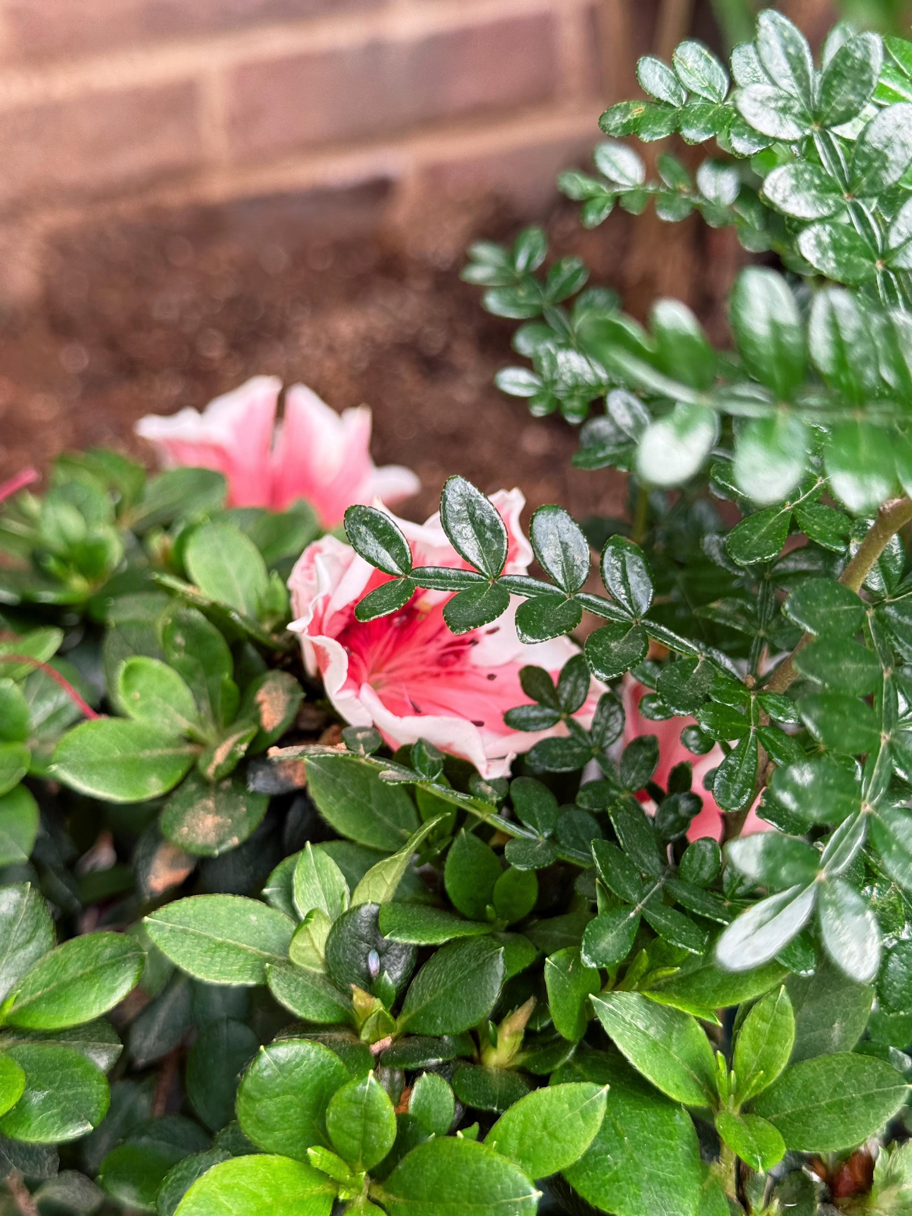 今年院子的小花💐陆续都开了，去年埋下的花籽，还有移栽时蔫头巴脑的，如今都在春风