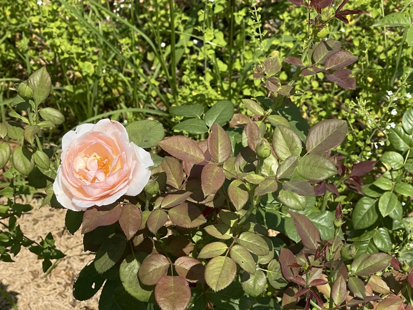 漏网之鱼 花苞剪不完