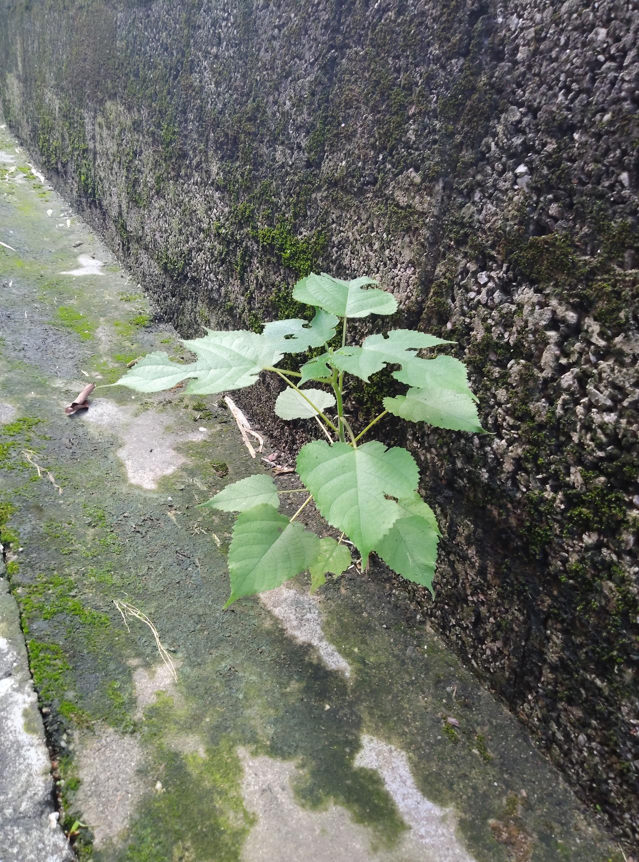 墙角石缝里悄悄长出的这株小树苗，看着格外治愈。没有肥沃的泥土，没有细心的照料，靠