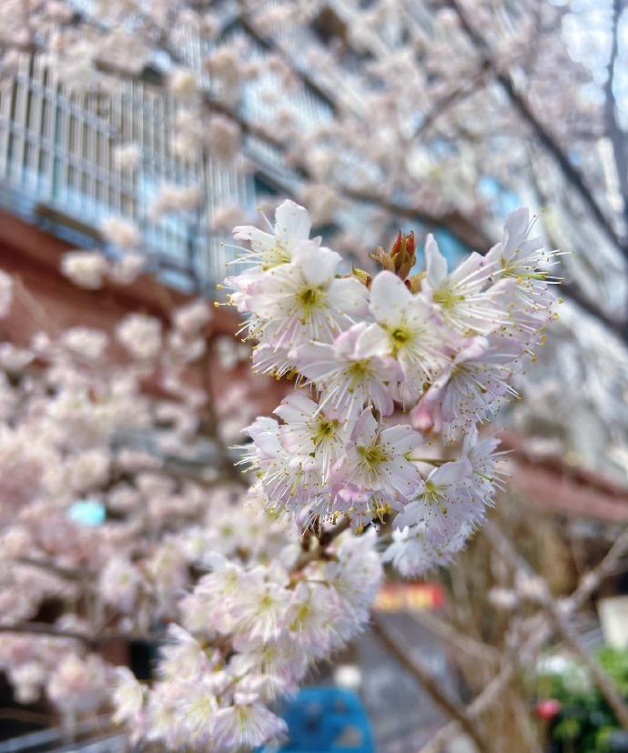 哇，突然发现身边藏着好多美！连云港的樱花开得也太好看了吧，粉粉嫩嫩的超级浪漫。连