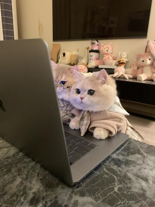 打工小猫情侣头像