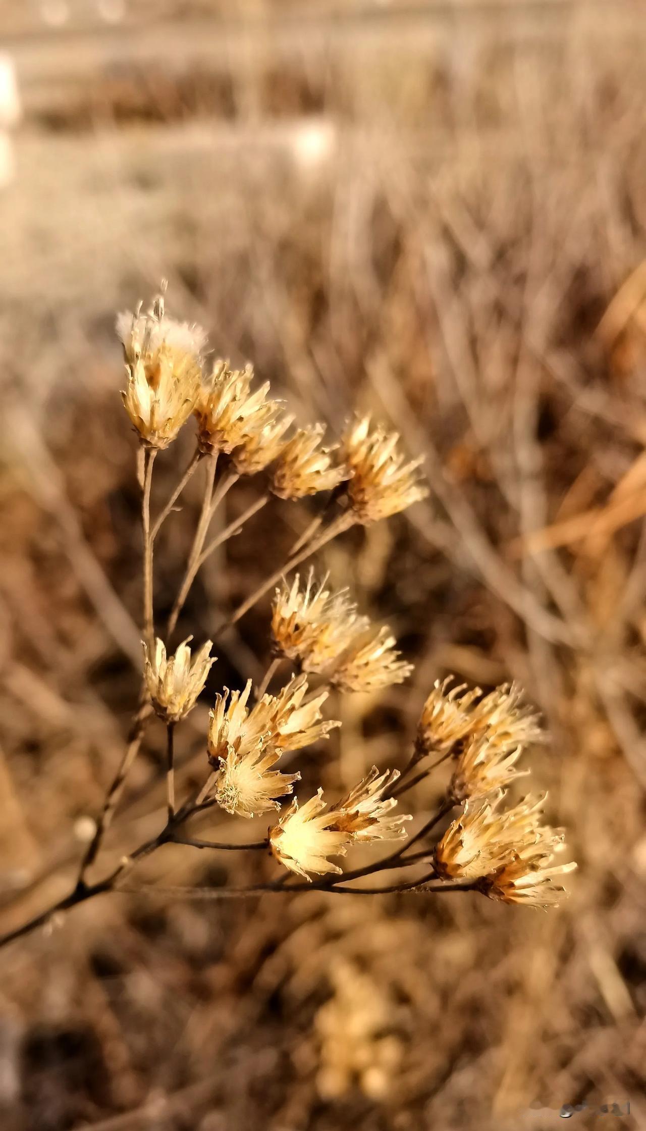 （原创摄影）
《枯花之美》
 
在这个瞬息万变的世界里，我们往往追逐着鲜艳与繁华
