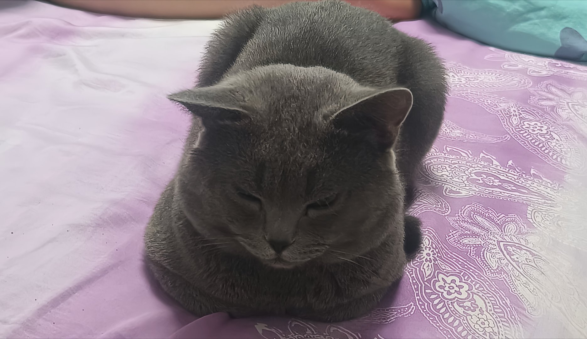 小蓝猫这是不是母鸡蹲？第一次养不太懂
