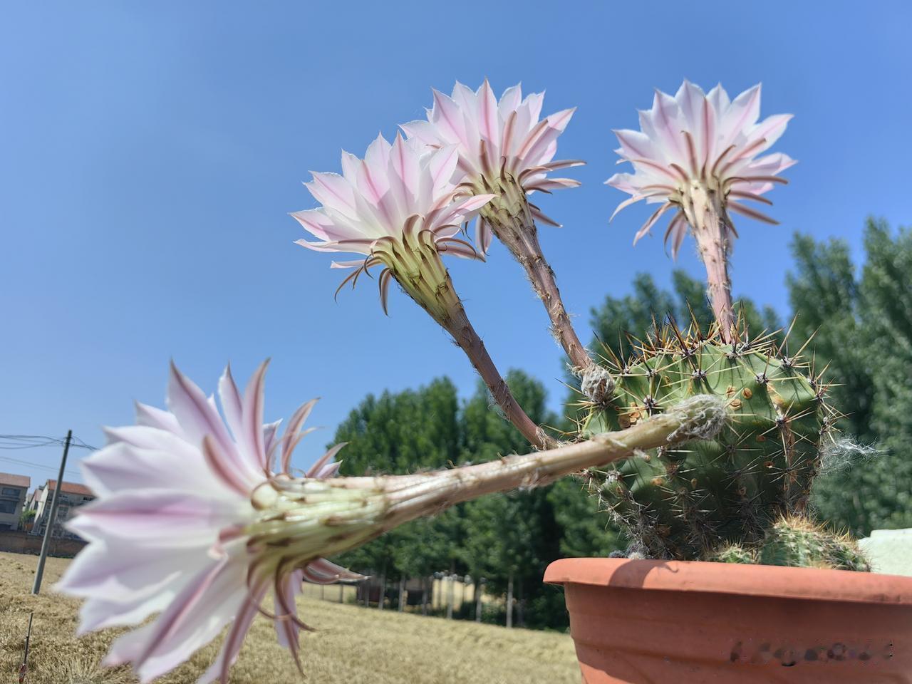 你们有见过仙人掌开花吗?
老话说：仙人掌开花，好事喜事要降临这个人家！
我家的仙