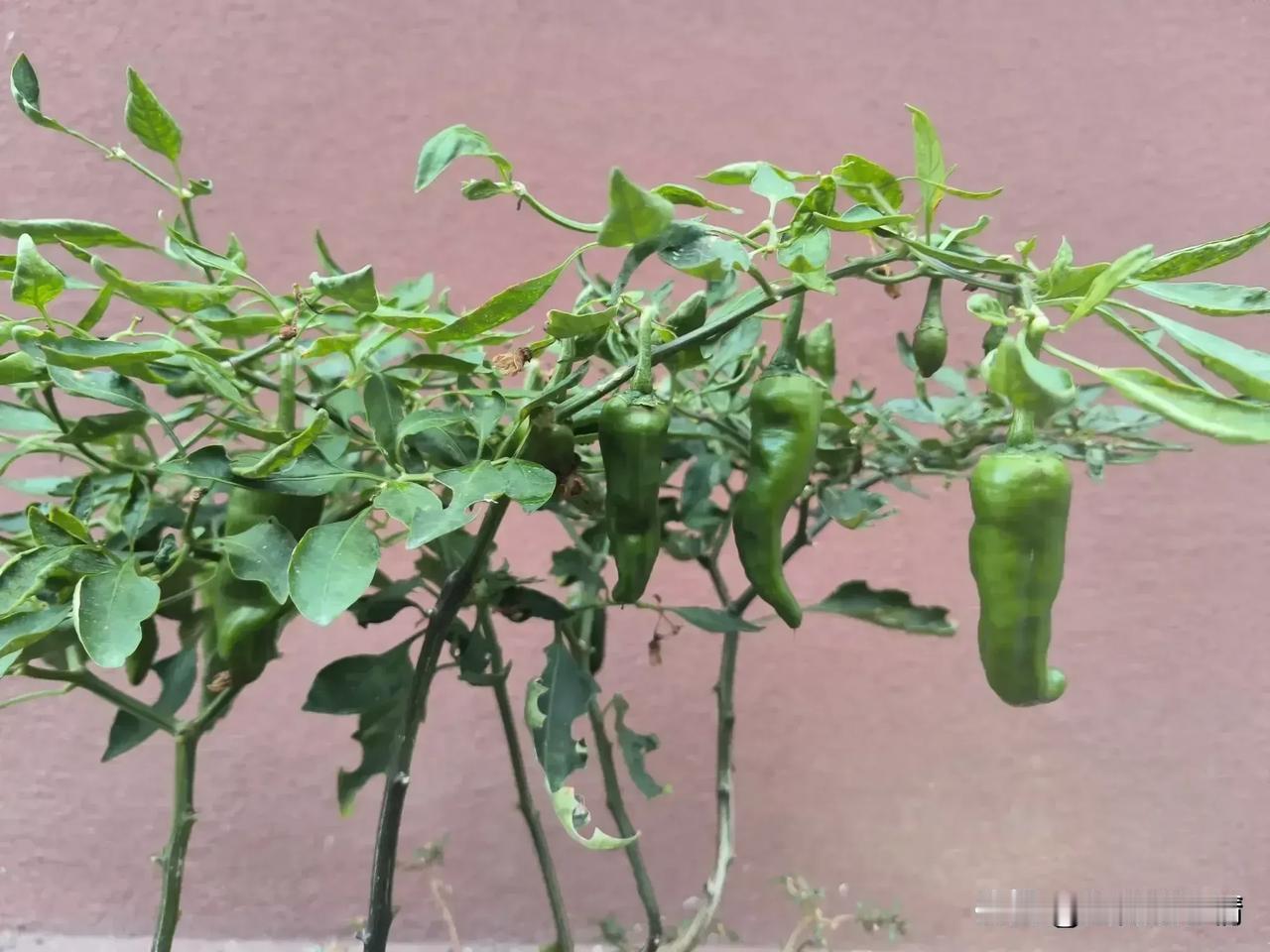 人到中年各种苦，有点开心事很不容易。

昨天有三件事让我很开心。

第一件事就是