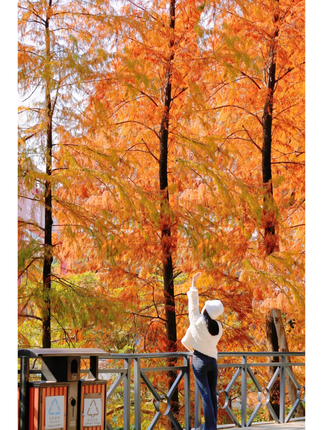 原来广州的冬天是温柔的焦糖色🍂落羽杉红了