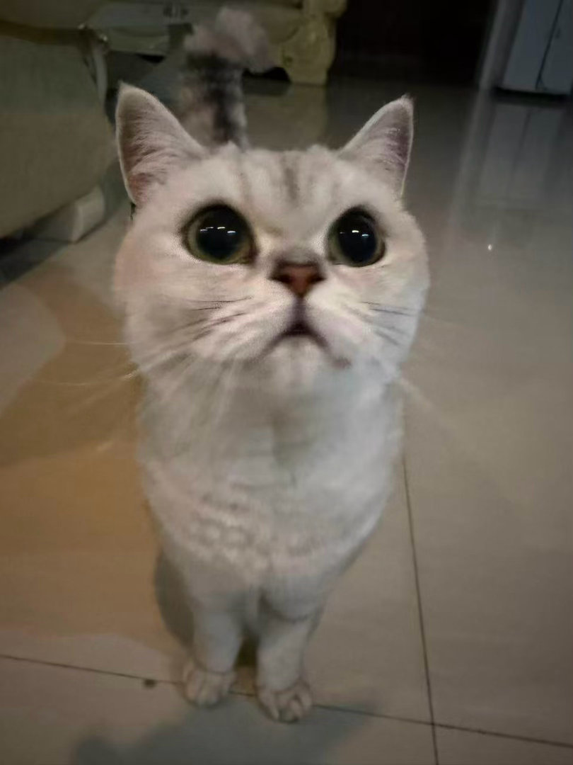 想一只猫… 