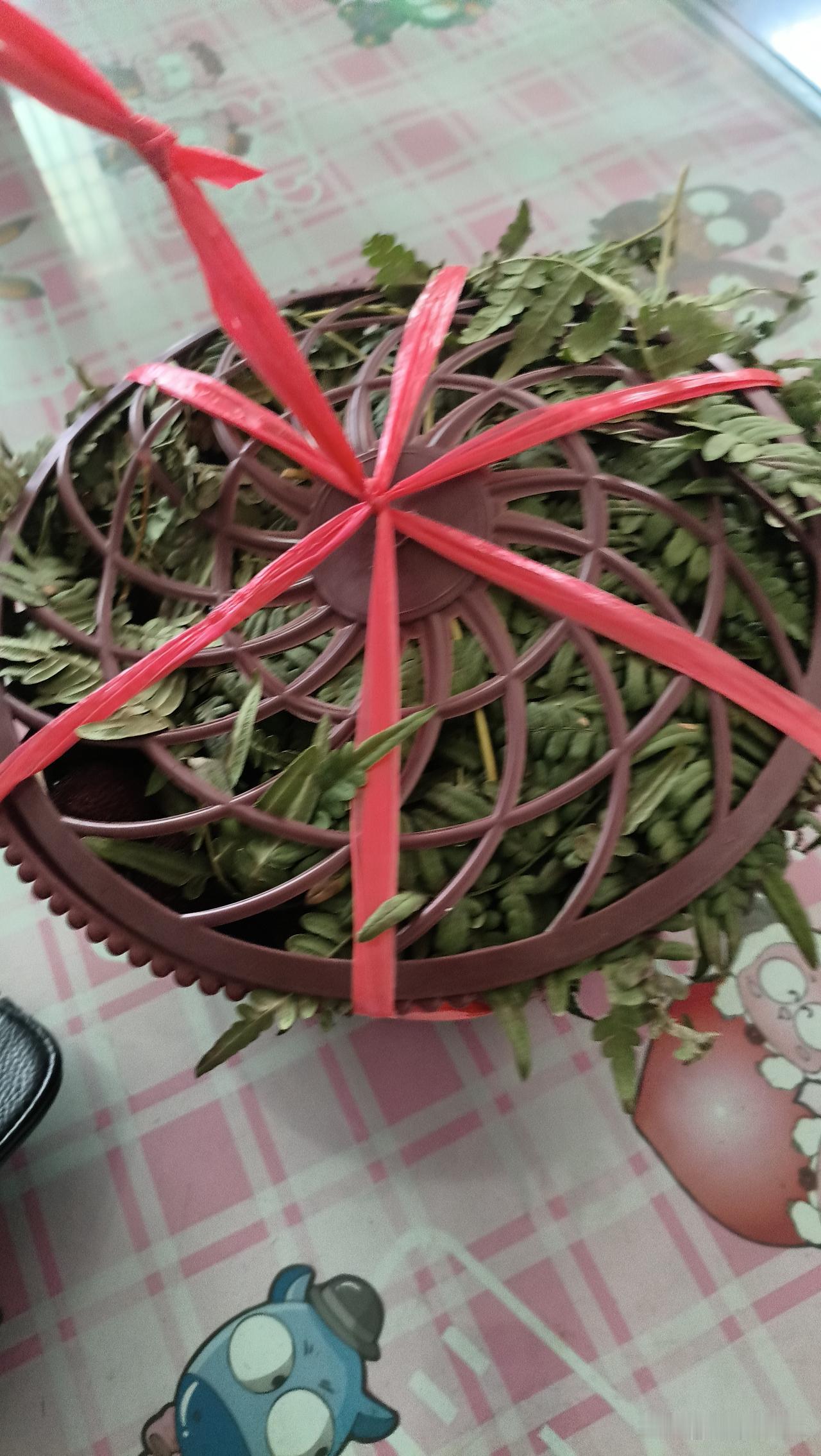 计划看不上变化，本来5箩筐杨梅游刃有余，张老师的一箩也安排其中，想着李老板也拿6