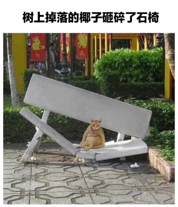 大自然是一个巨大的猫猫不太会找话题的猫猫/猫meme ​​​