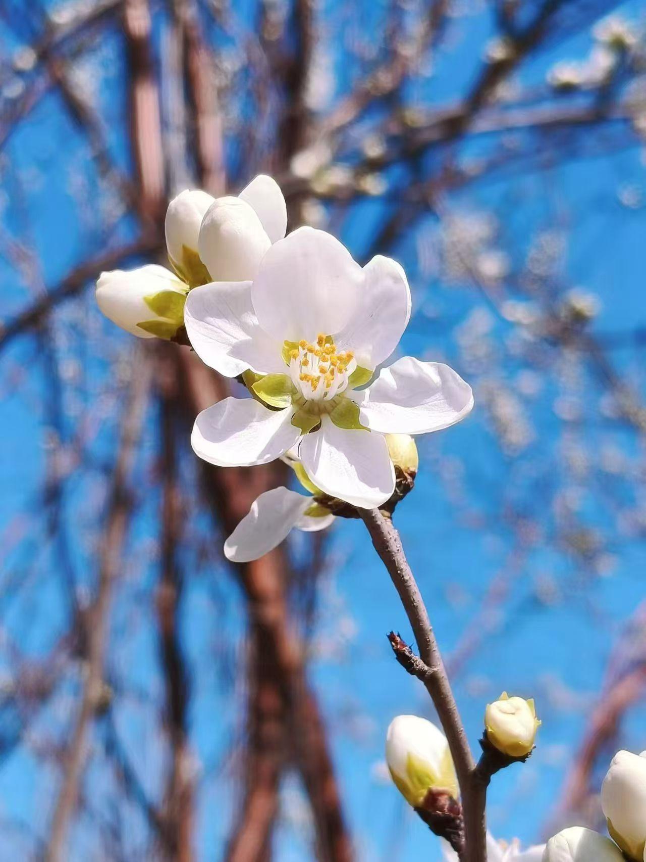 春日生活打卡季3月18日，春风一吹，枝头就热闹起来了。这满树粉嫩的花儿，开得软乎