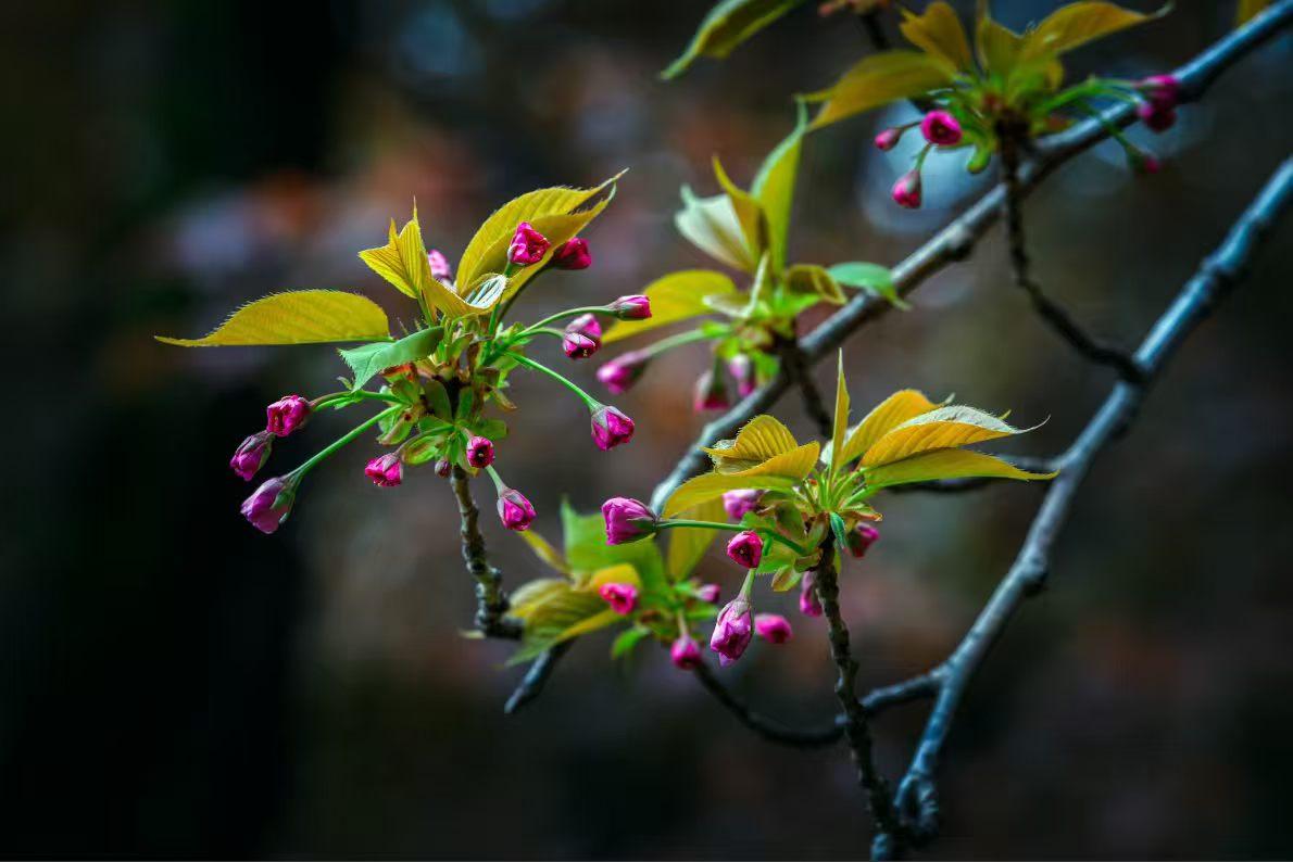 分享一张你春天的花春枝含露，花苞待放，一树嫣红，是春天写给人间的温柔信笺。
