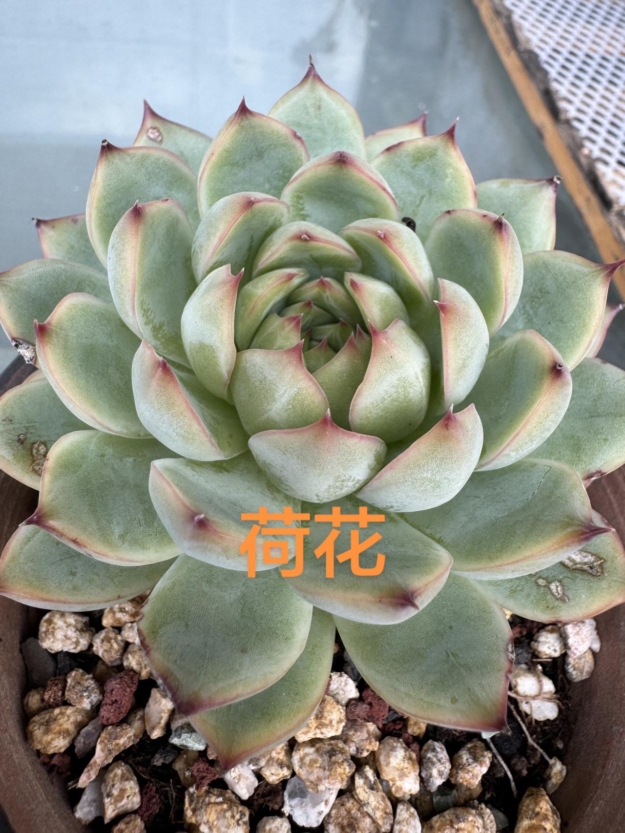 记录多肉生活 最美多肉