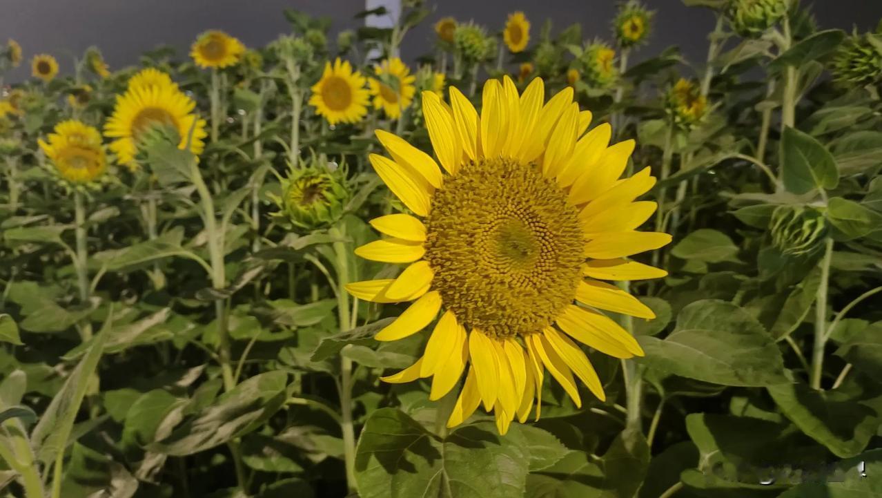 闹市中的向日葵花海
晚上江边散步
发现了这个宝藏景点
关键是它还免费
这么一大片