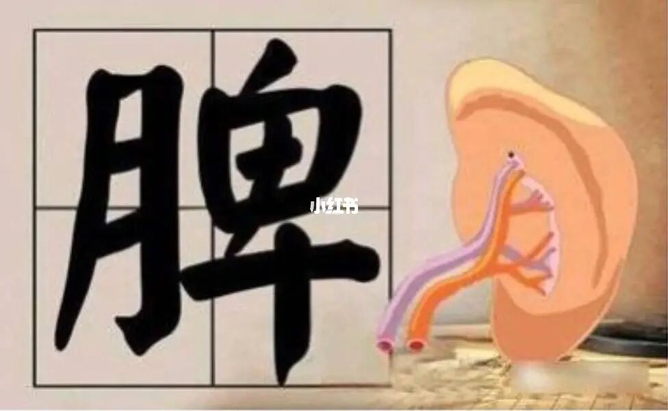 中医说的脾有以下4大功能