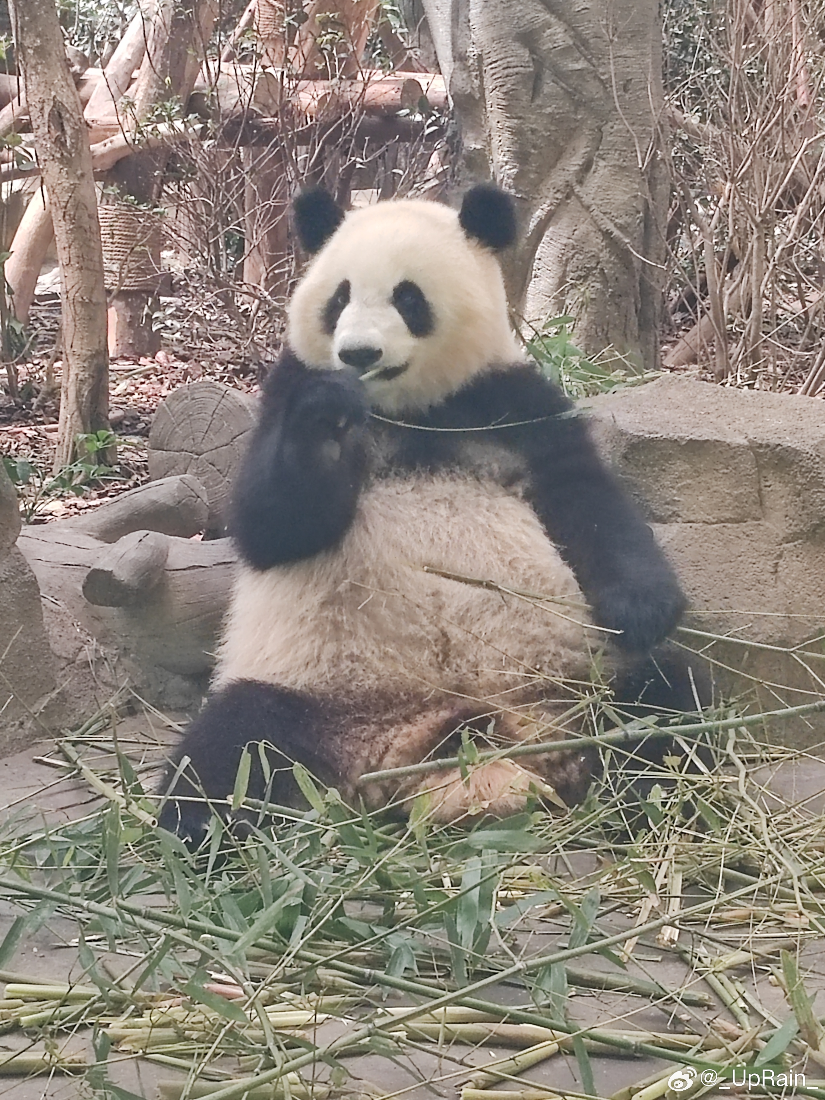 六一快乐发点熊猫 