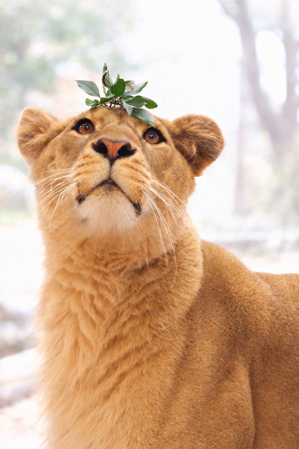 狮子 块头大怎么啦！块头大也是眼神清澈愚蠢的亚成体小狮子 【推：clay_lov