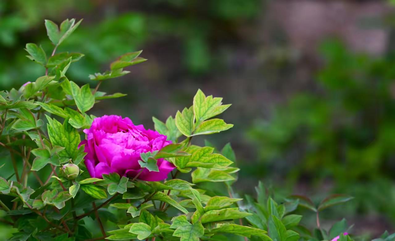 牡丹雍容华贵，国色天香，被誉为“花中之王”当之无愧。它不仅是财富高贵的象征，更因