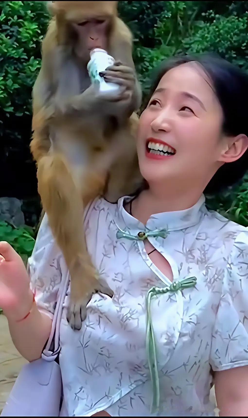 今天和闺蜜去爬山，偶遇猴哥居然跳到肩上开心的喝起了水，可把她整的很萌了呀，人与自