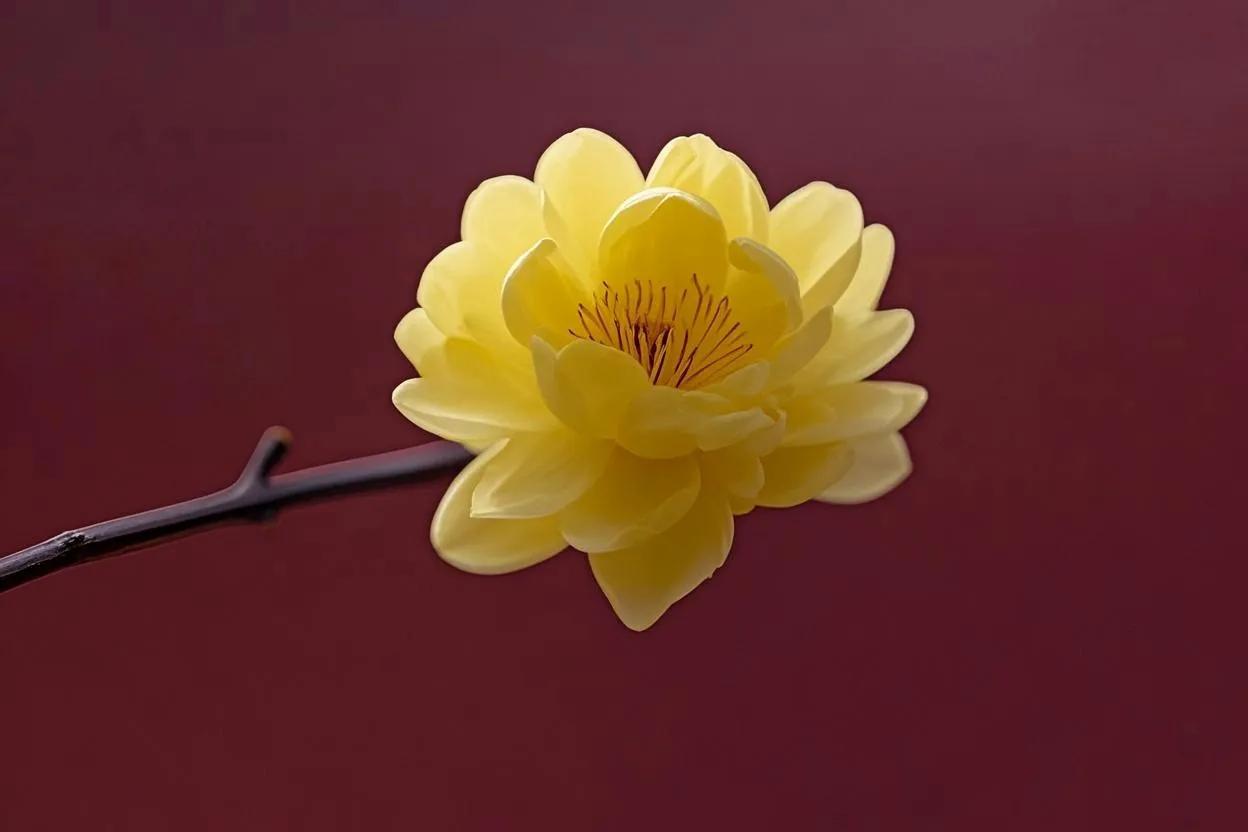 一枝金黄花，静待春光来