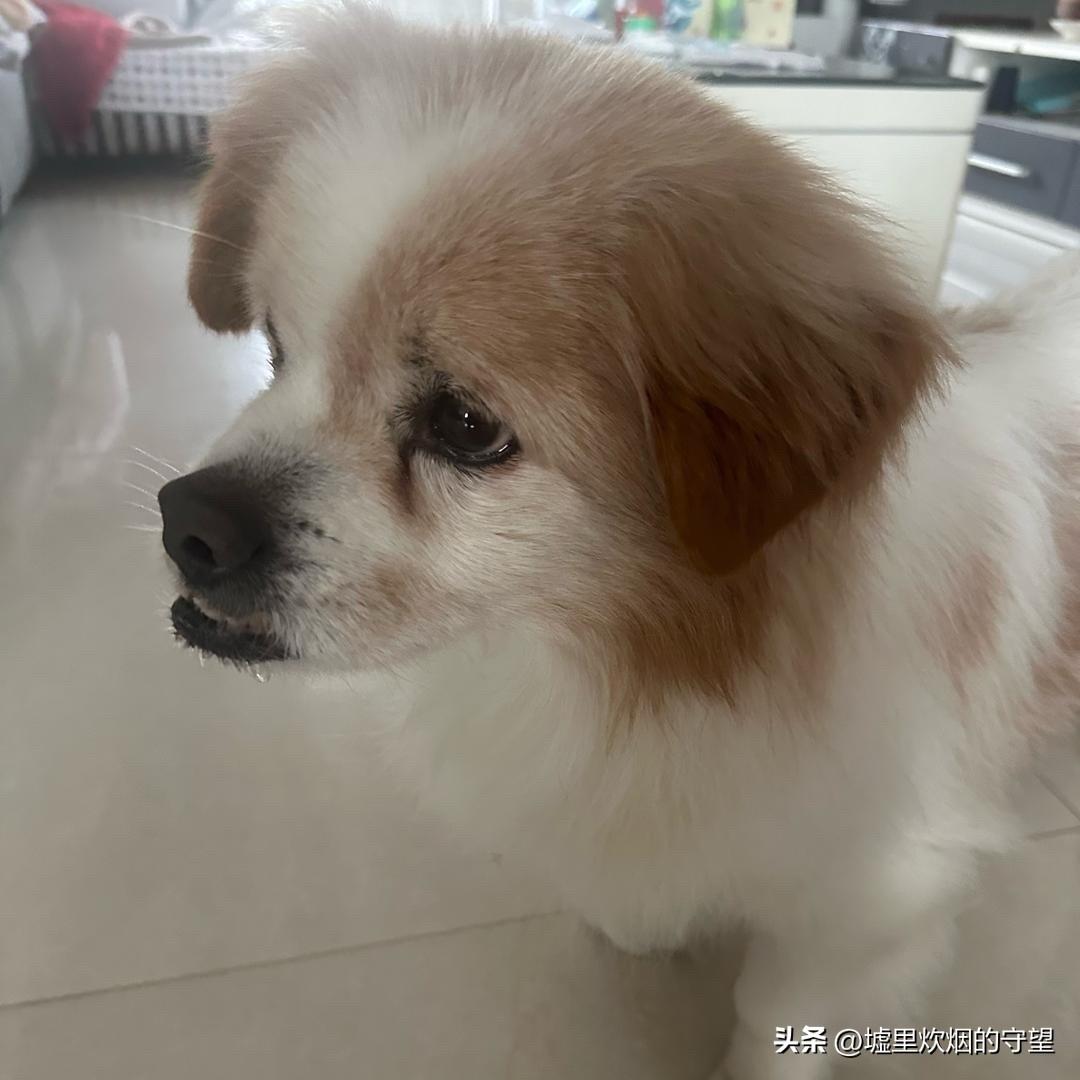 小狗今年十八岁

我家的小狗还有3个月就整整十八岁了，它三个月大时就来了我家。十