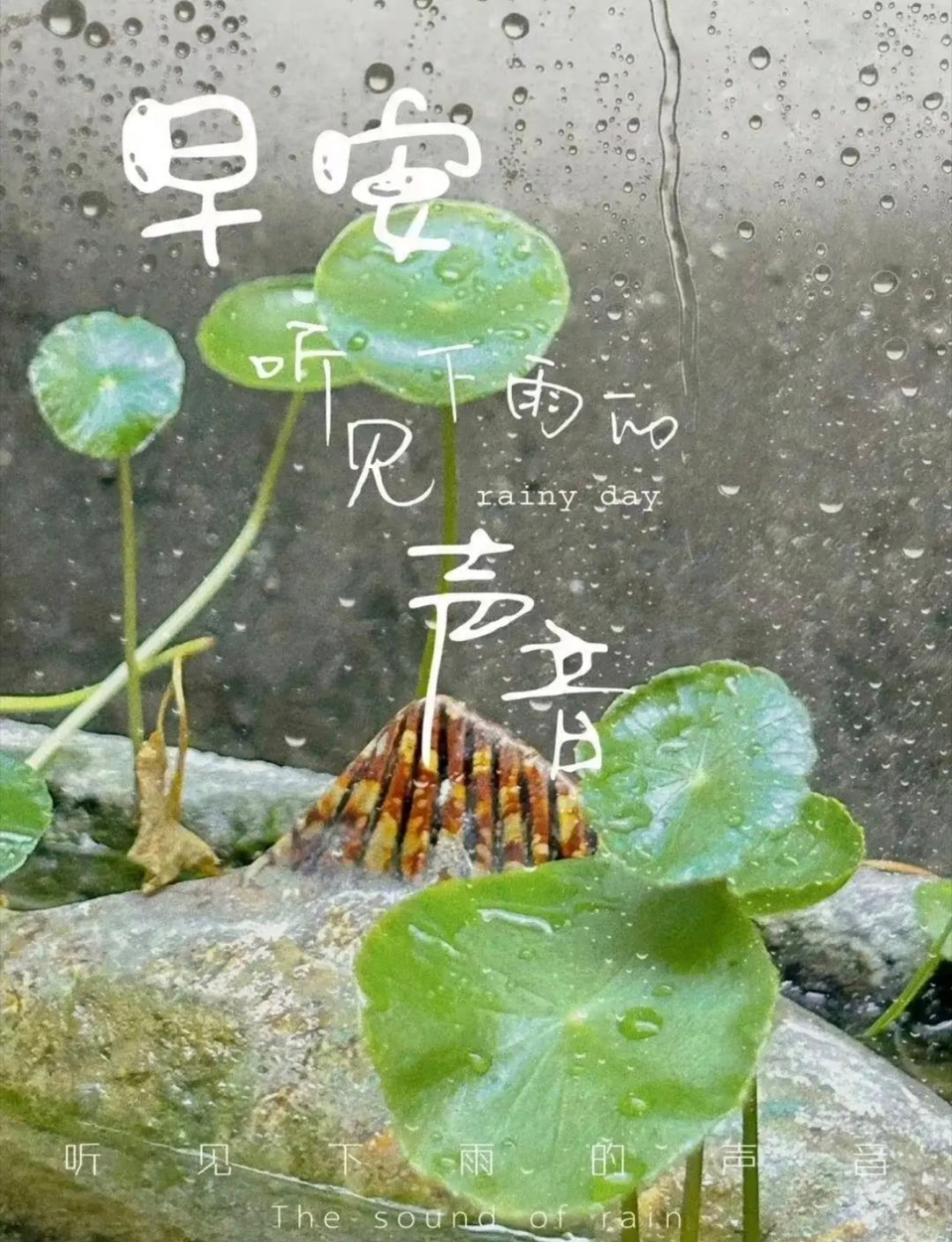 3窗外雨声绵绵，周二如期而至。阴雨天虽少了暖阳，却多了几分宁静。调整好状态，从容