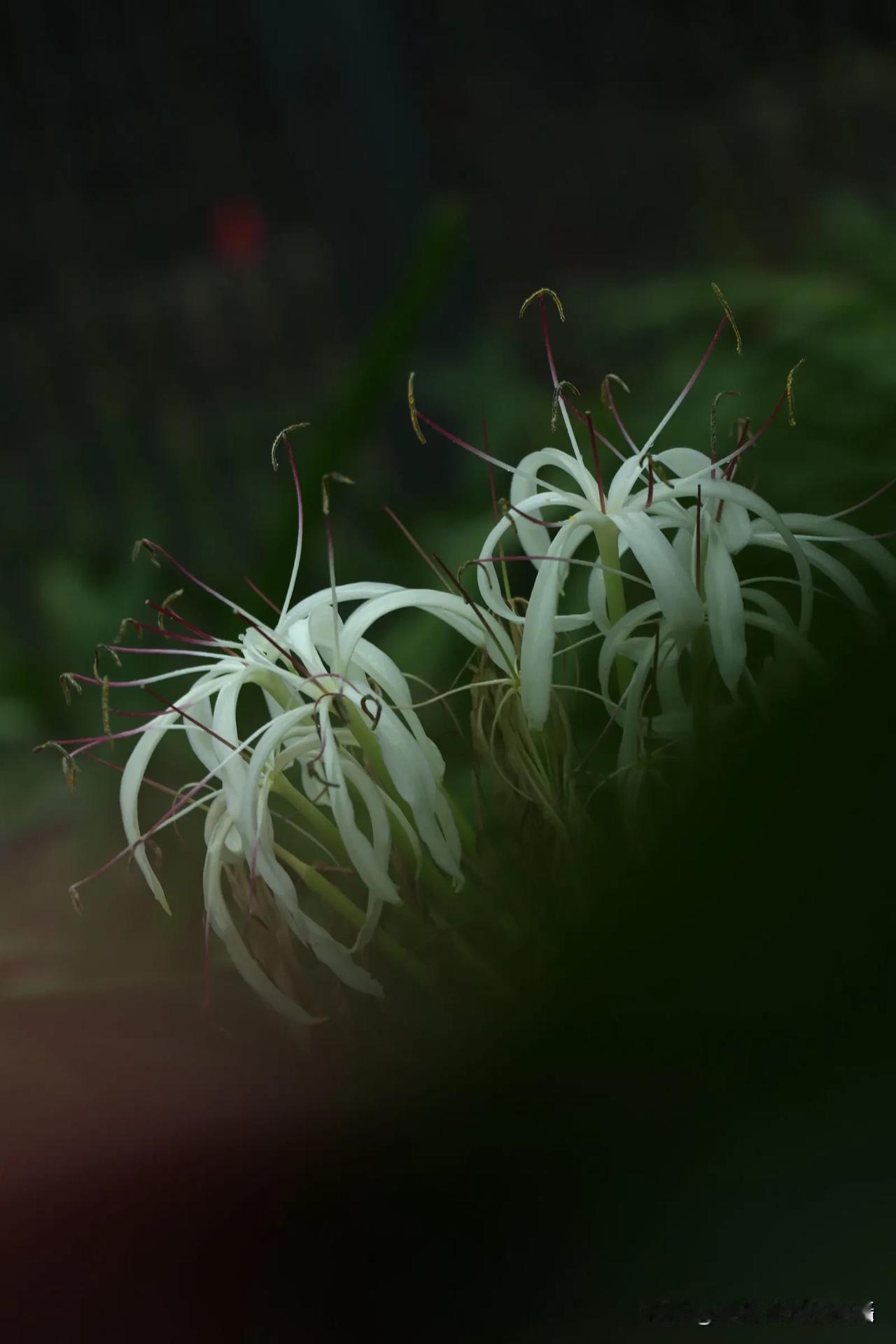 白花映碧草，清香入梦来。清冷的白花开在幽暗中，如朦胧的诗行，在寂静里诉说着不为人