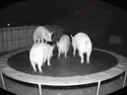 我是一个表完全➖➗呀 