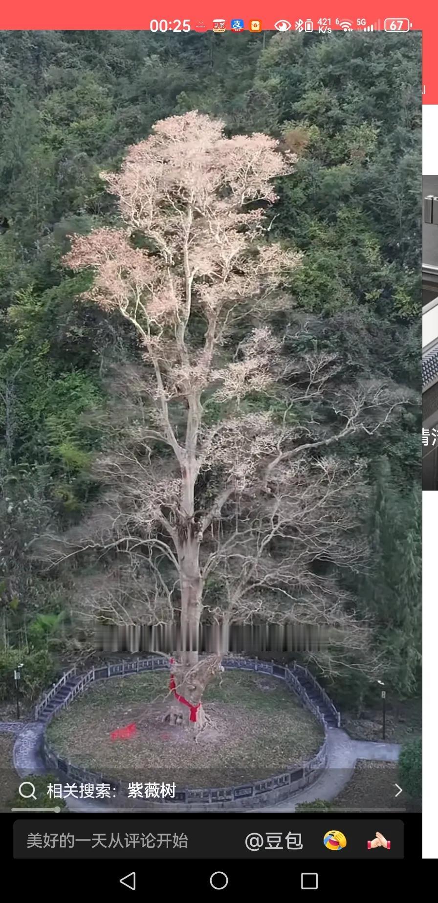 我信了，贵州铜仁印江紫薇镇这株紫薇树。
观其姿态，古老而形美。
年久令人肃然起敬