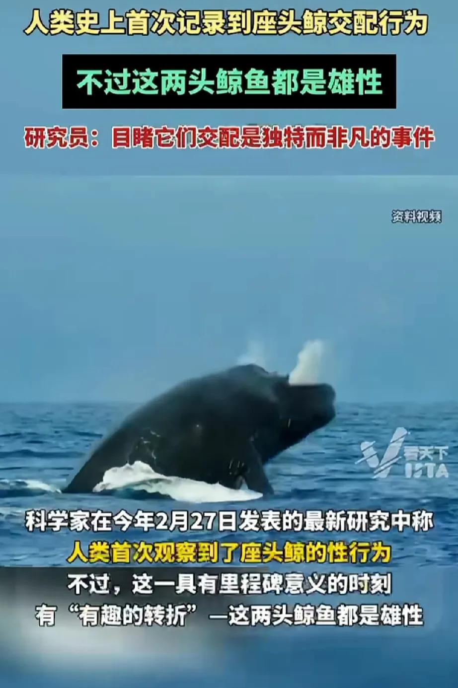 重点，都是雄性
它们也好开放啊[捂脸][捂脸][捂脸]
鲸：讨厌没有边界感的人类