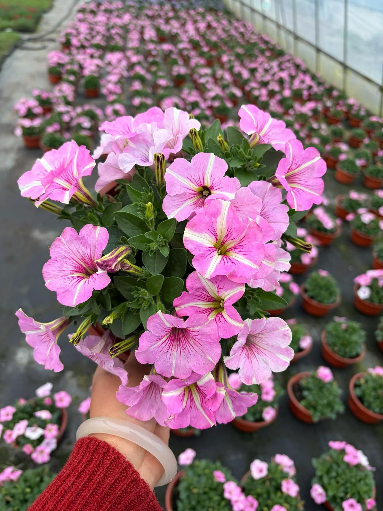 抖音图文计划来了 牵牛花 养花 矮牵牛 花卉绿植