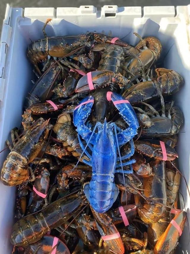 爆稀有了，200万分之一的蓝壳龙虾🦞nextlevel世界真奇妙 ​​​