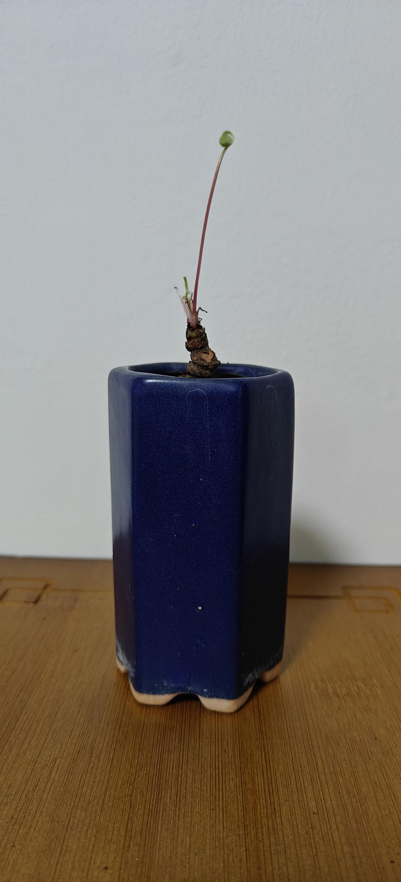 猜猜这是什么花？