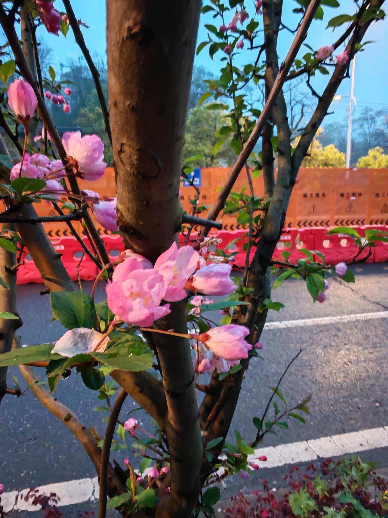 今年春天最想实现的心愿