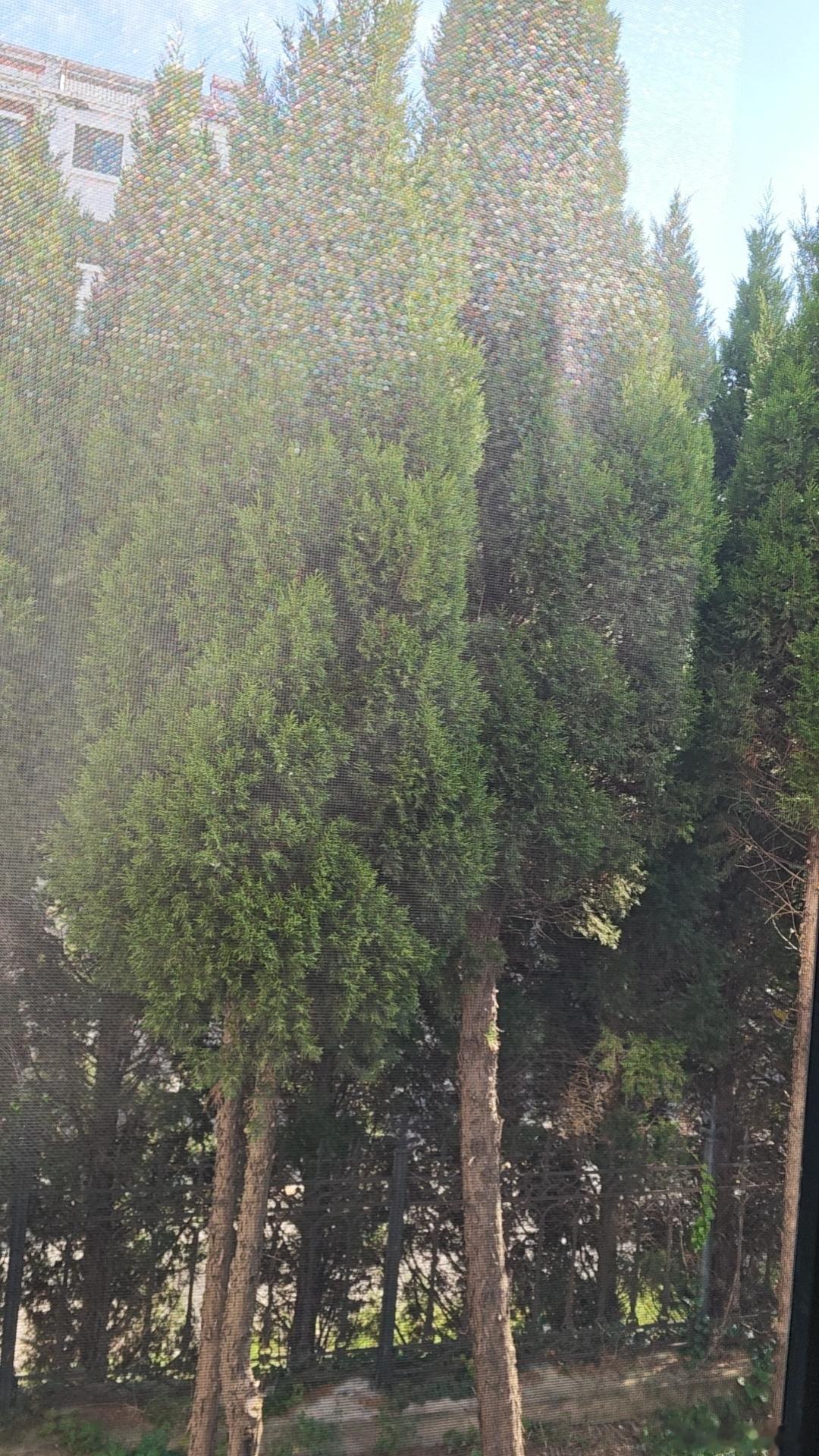我来吐个槽～松树茂盛的把卧室玻璃阻挡了80%的阳光，找了物业，然后把松树下面给清