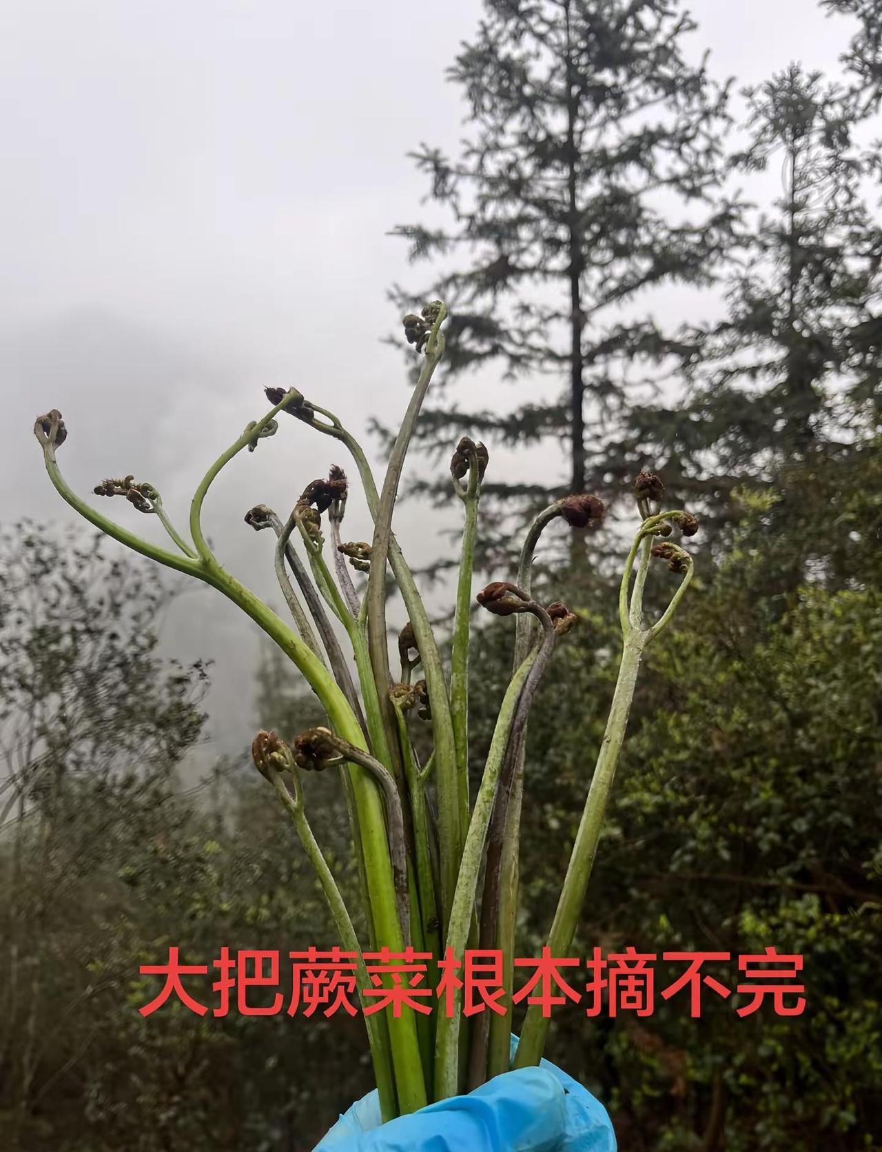 又得一天 野菜 广西 90后老阿姨 随拍