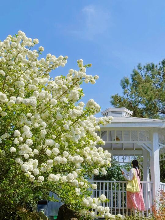 南京这里的春天🌸是封神级的好看！附机位