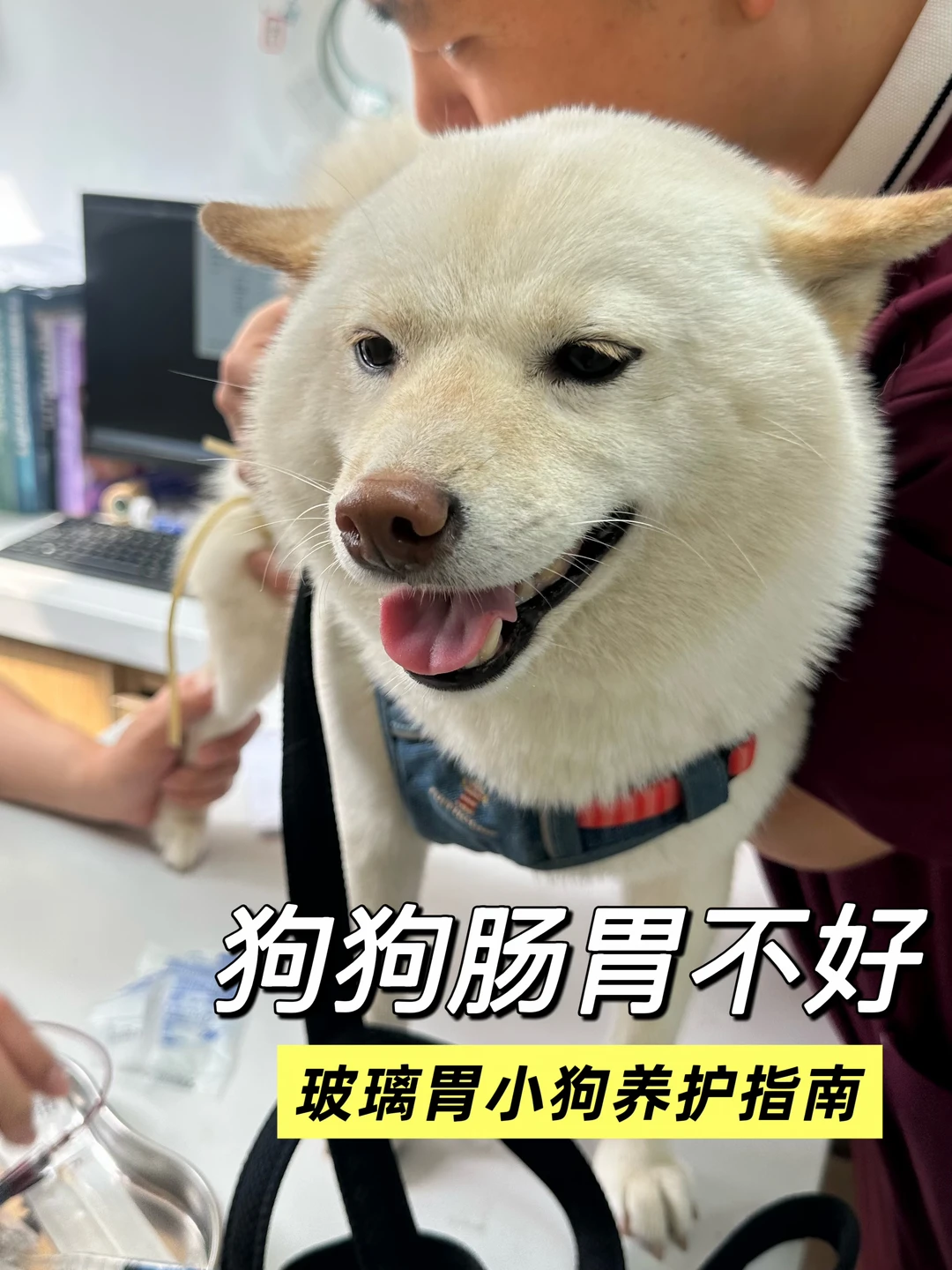 对抗狗狗肠胃病 把专业的事交给专业的粮🙏