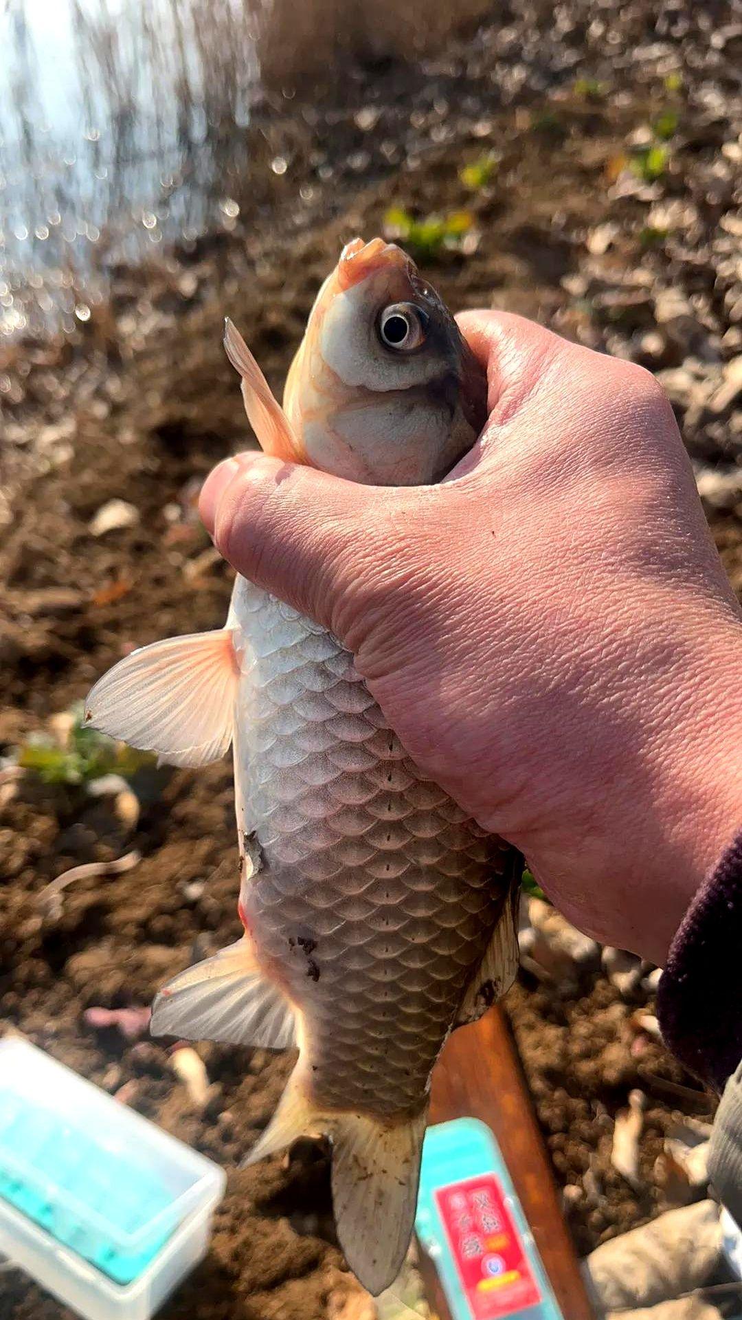 昨天就俩小时，连窝子都没打，结果你猜怎么着？

直接干上来好几条四两往上的大板鲫