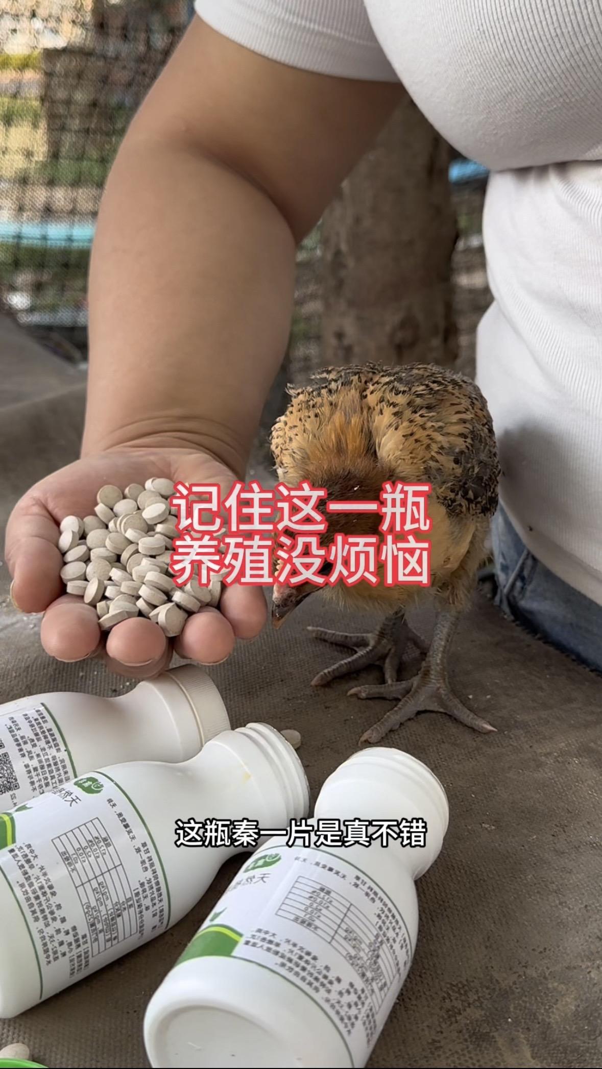 养鸡人 分享 鸡鸭鹅养殖 养殖户养殖场专用