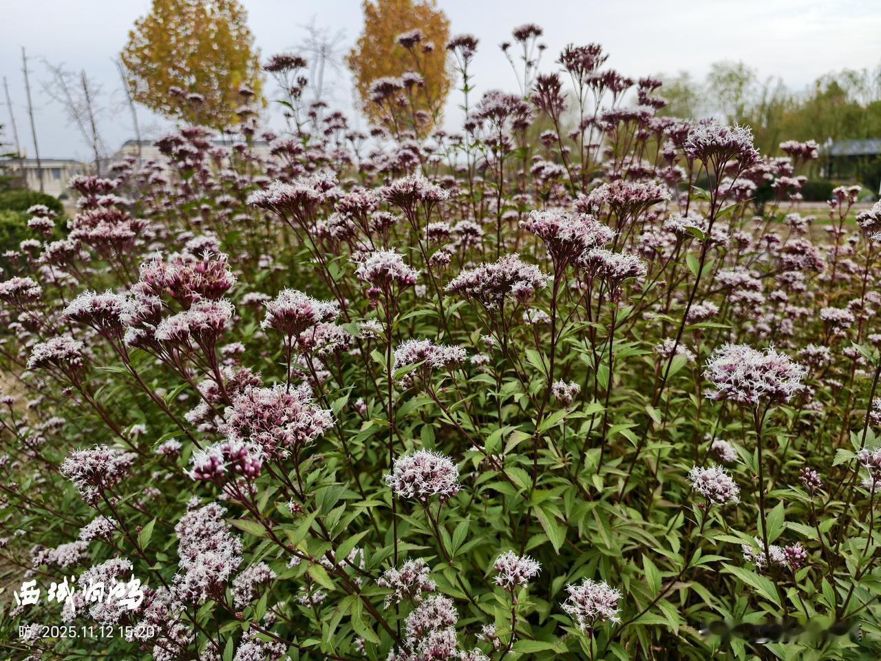 分享一张最近随手拍的照片这是什么花，竟不惧寒冷。