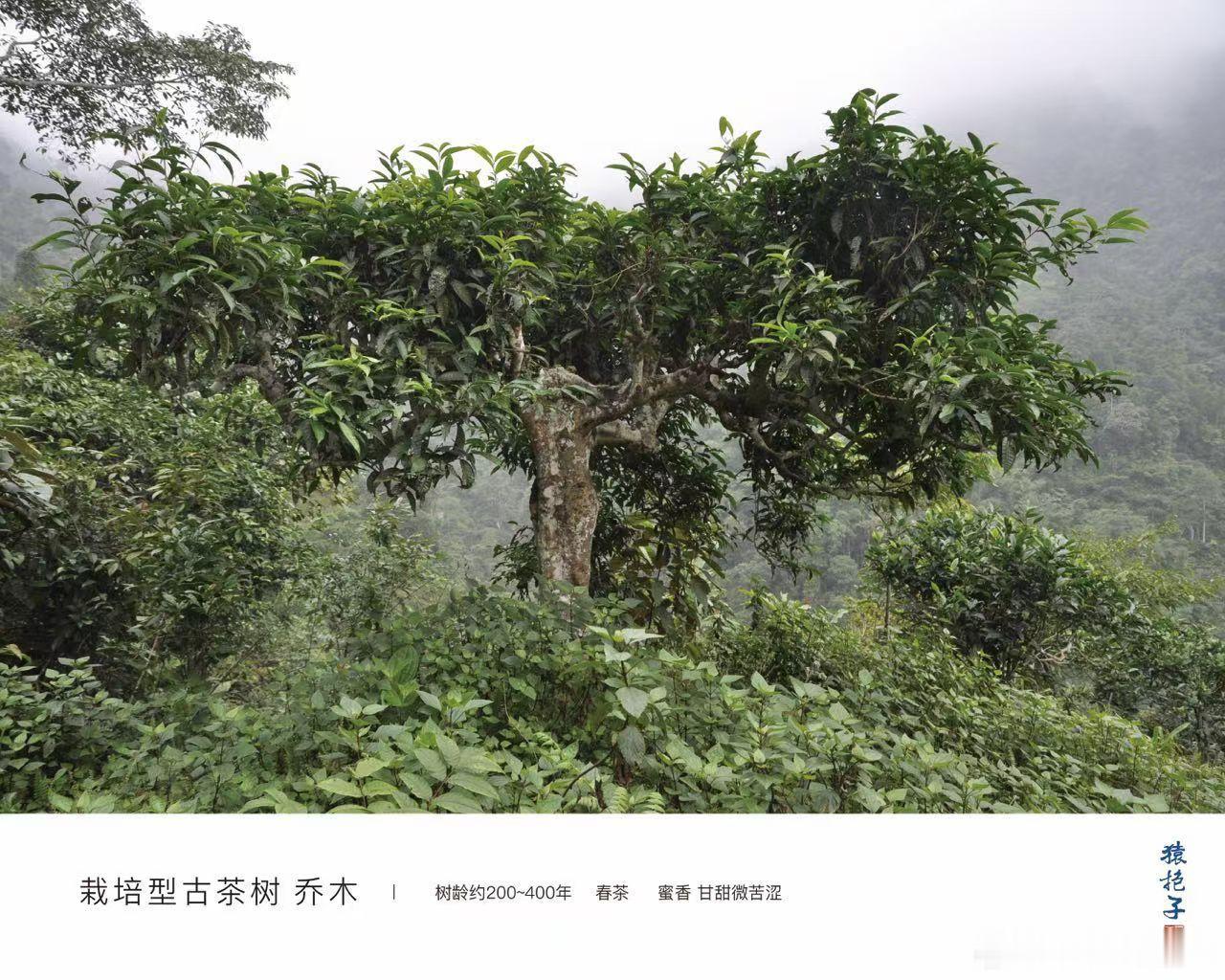 猿抱子的茶园生态 