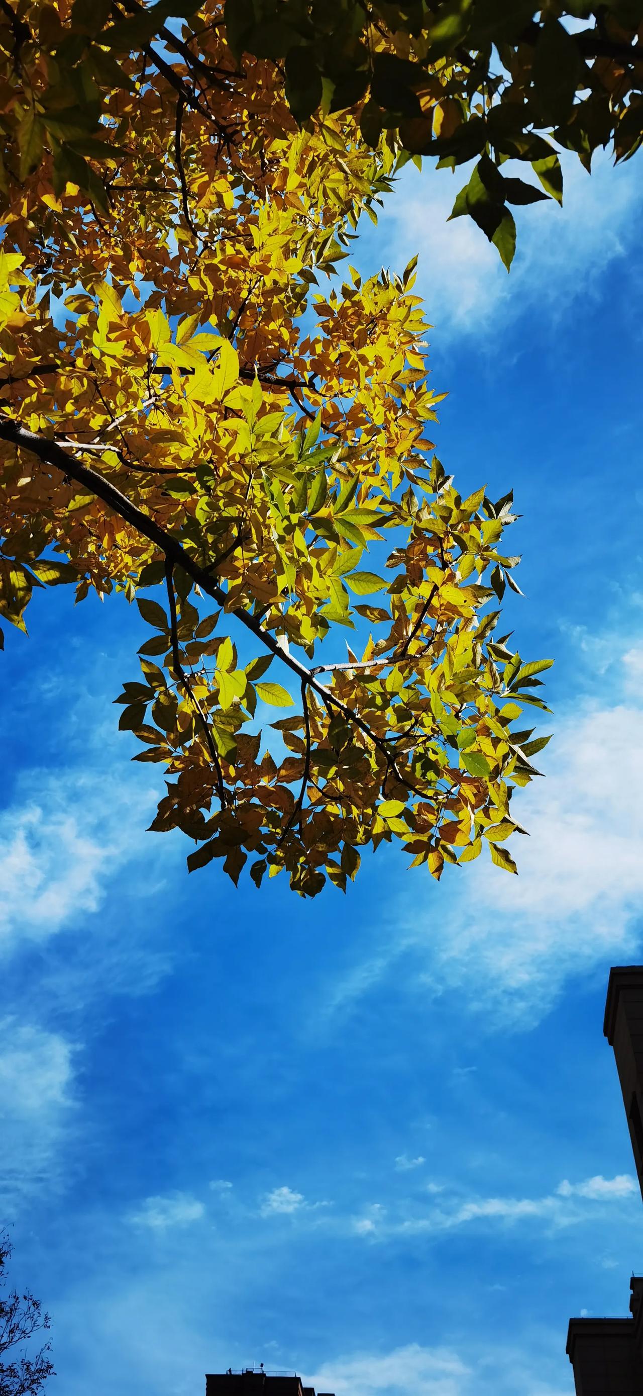 秋叶金黄，天空湛蓝，金蓝辉映，天地生辉。