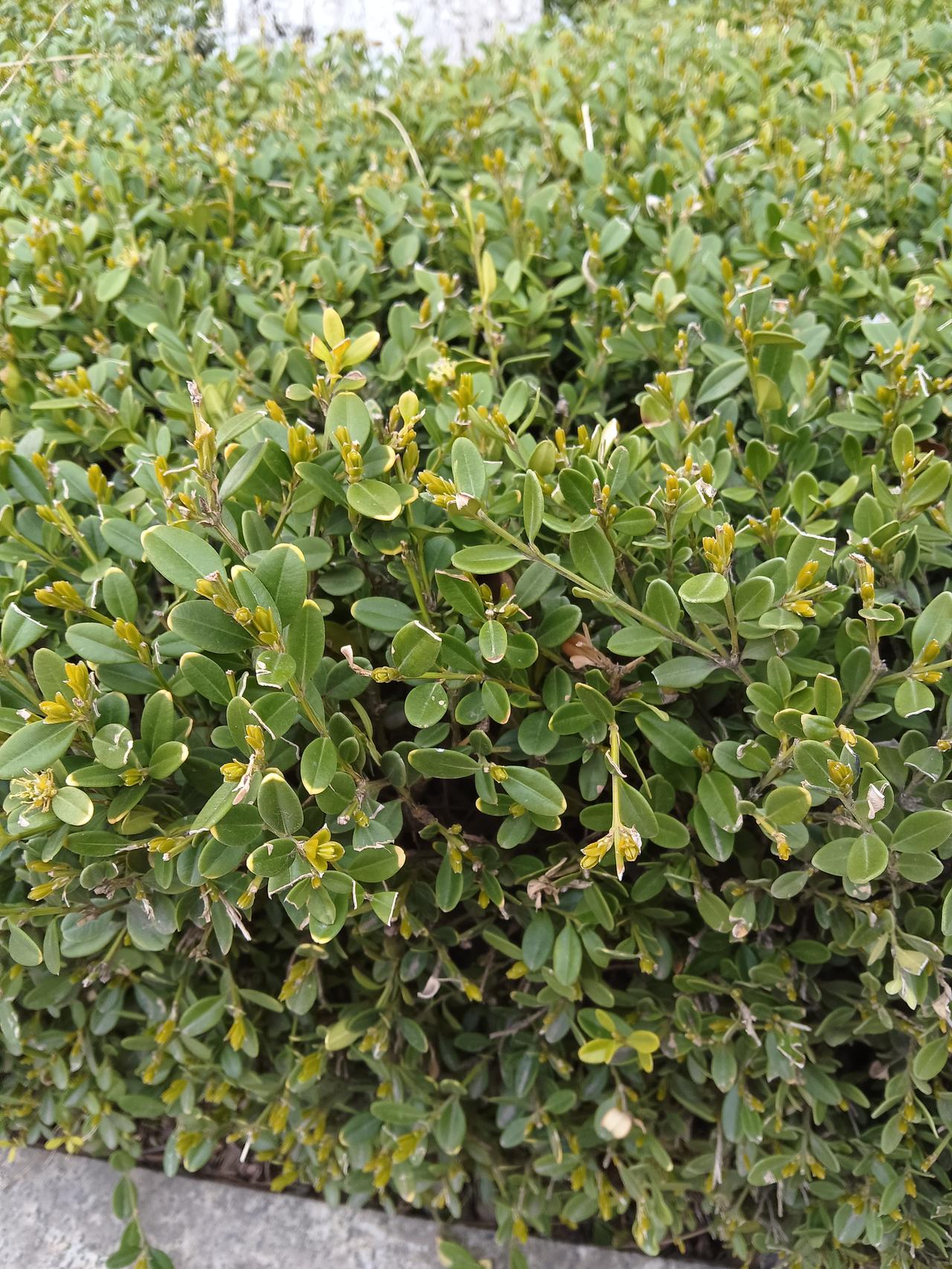 这丛灌木长得可真茂盛啊！