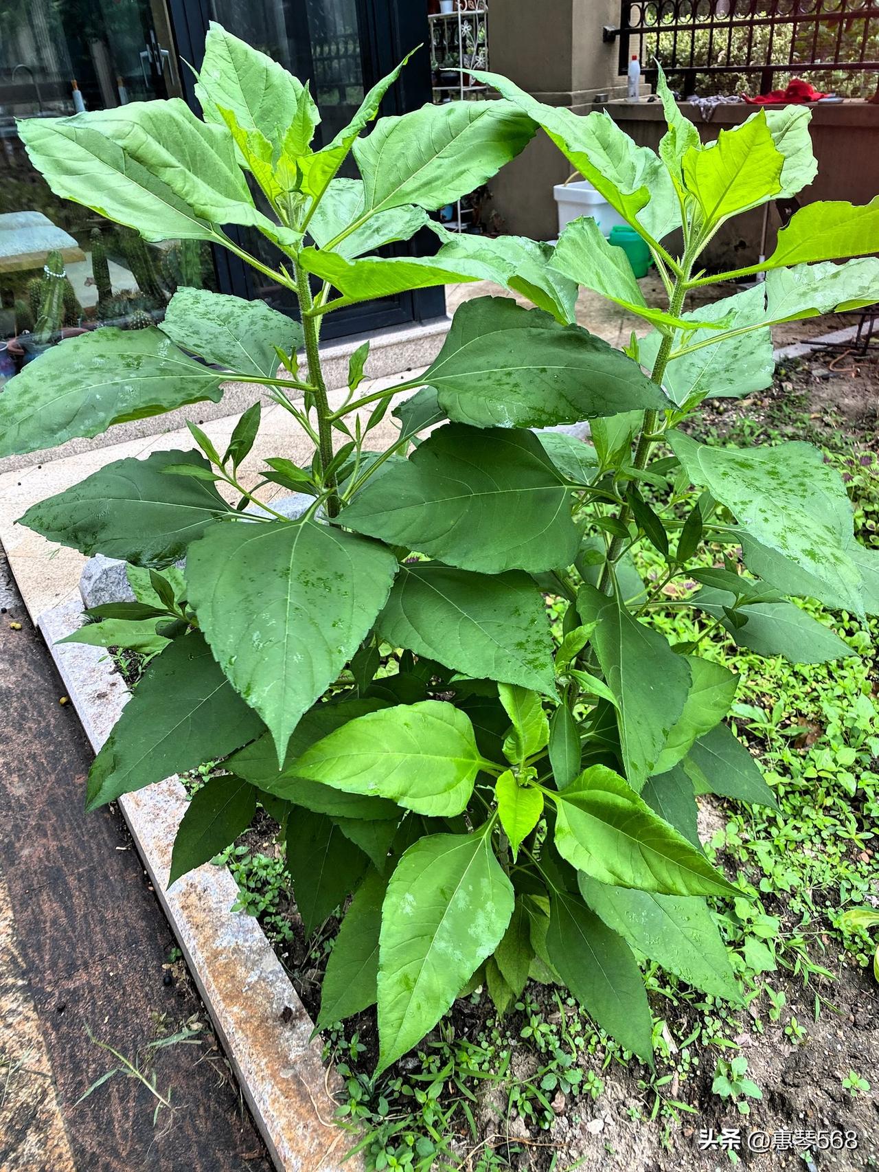 现在像向日葵一样生长，看看也是赏心悦目。