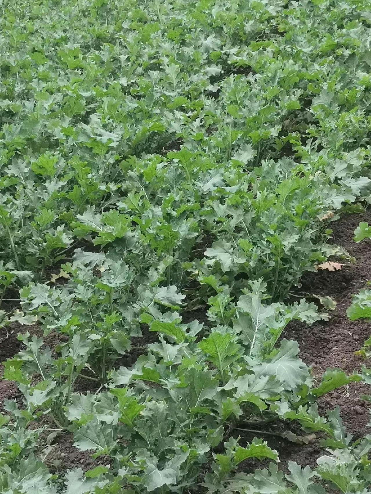 油菜正在成长中，德阳农村中江粮仓农村生活日常 农村生活记录