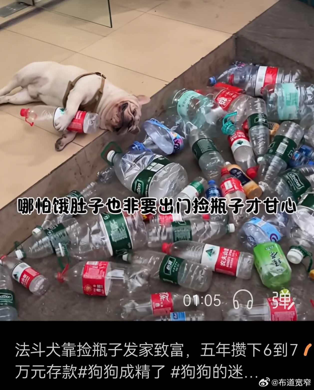 宽窄观察狗子捡瓶子事件 这事儿吧，我愿称之为《当一只法斗活成了我理想中的样子，而