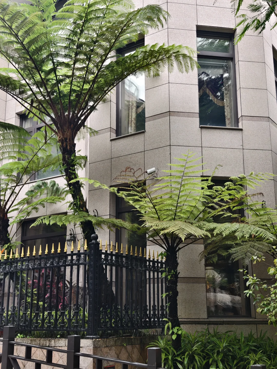 低维护植物|笔筒树